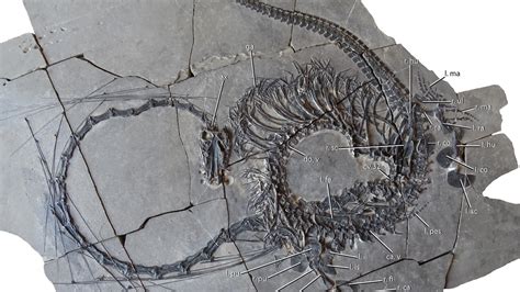 recent discovery of fossils in china